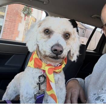 Rescue Poodle Dogs for Adoption in Copiague, New York - Daisy | PetCurious