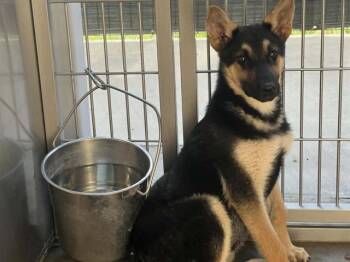 German Shepherd Dog and Mixed Breed Dogs Available for Adoption in Tustin, California - CACTUAR | PetCurious