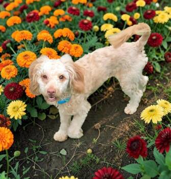 Marley P -  Poodle Dog for Adoption in Ashville, Ohio - Marley P | PetCurious