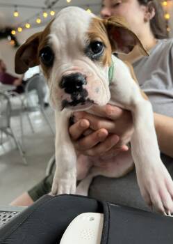 Boxer and Pit Bull Terrier Dogs Available for Adoption in Akron, Ohio - Knox | PetCurious