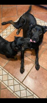 Rescue Labrador Retriever Dogs for Adoption in San Antonio, Texas - Wilfred | PetCurious