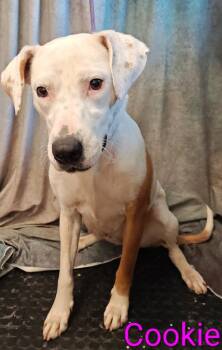 Cookie -  Pit Bull Terrier and Labrador Retriever Dog for Adoption in Mena, Arkansas - Cookie | PetCurious