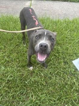Mufasa -  Pit Bull Terrier and Mixed Breed Dog for Adoption in New Orleans, Louisiana - Mufasa | PetCurious
