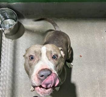 REVEL -  Pit Bull Terrier Dog for Adoption - REVEL | PetCurious