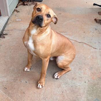 Boxer Dogs Available for Adoption in Columbus, Georgia - Roscoe | PetCurious