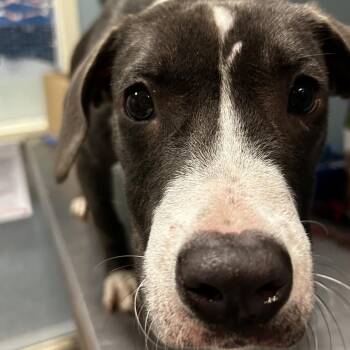 Mixed Breed Dogs Available for Adoption - Steven | PetCurious