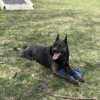 Pepper -  Shepherd Dog for Adoption in Des Moines, Iowa - Pepper | PetCurious