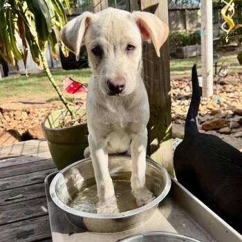 Cinder -  American Staffordshire Terrier Dog for Adoption in Salem, New Hampshire - Cinder | PetCurious