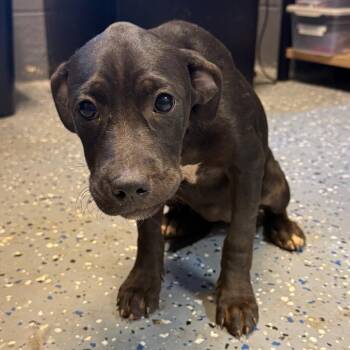TUSC-Stray-85048_2_3_4_5 -  Hound and Labrador Retriever Dog for Adoption in Tuscaloosa, Alabama - TUSC-Stray-85048_2_3_4_5 | PetCurious