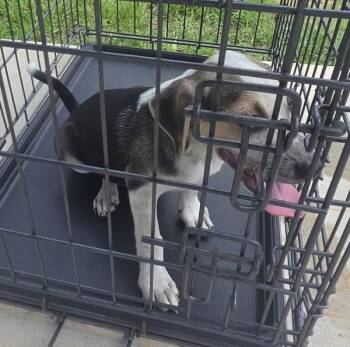 Winchester -  Beagle Dog for Adoption in Cleveland, Tennessee - Winchester | PetCurious