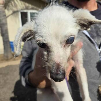 Rescue Chihuahua Dogs for Adoption in Ramona, California - Lucerne (fka Horseradish) | PetCurious