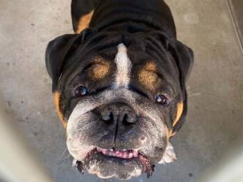 ANGUS -  English Bulldog Dog for Adoption in Tustin, California - ANGUS | PetCurious