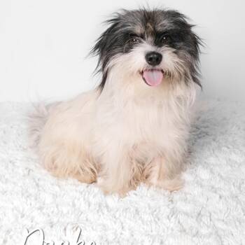 Mickey -  Terrier and Mixed Breed Dog for Adoption in Yuma, Arizona - Mickey | PetCurious