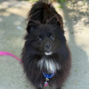 Schipperke and Mixed Breed Dogs Available for Adoption in Ridgely, Maryland - Bee | PetCurious