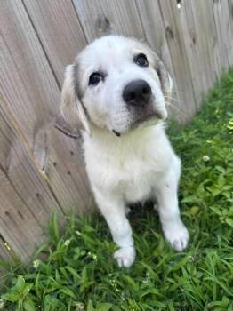 Larkspur -  Great Pyrenees Dog Available for Adoption in Taycheedah, Wisconsin - Larkspur | PetCurious