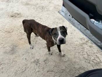 Cliff -  Pit Bull Terrier and Mixed Breed Dog for Adoption in Savannah, Georgia - Cliff | PetCurious