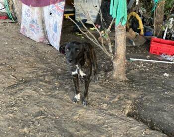 Rescue Mixed Breed Dogs for Adoption in Dallas, Texas - A1263826 | PetCurious