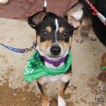 Marston -  Chihuahua Dog for Adoption in Washington, District Of Columbia - Marston | PetCurious