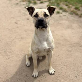 Pit Bull Terrier and Mixed Breed Dogs Available for Adoption - A608787 | PetCurious