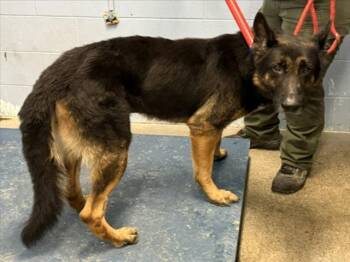 Rescue German Shepherd Dog Dogs for Adoption in Woodland, California - *BERGAMOT | PetCurious