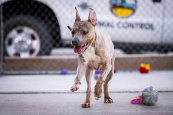 Pit Bull Terrier Dogs Available for Adoption - Flaco (Scooby) | PetCurious