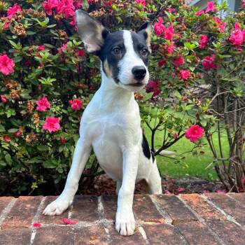 Rescue Mixed Breed Dogs for Adoption in Brownsboro, Alabama - Curly | PetCurious