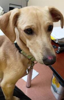 DUDLEY -  Dachshund and Mixed Breed Dog for Adoption in Aliquippa, Pennsylvania - DUDLEY | PetCurious