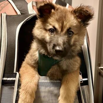 Meeko -  Shepherd Dog for Adoption in Newport Beach, California - Meeko | PetCurious