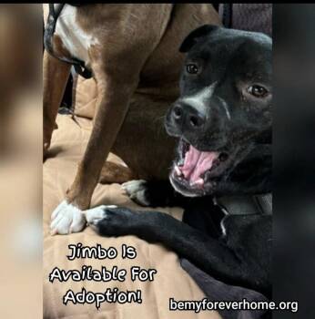 Rescue Pit Bull Terrier and Australian Cattle Dog Blue Heeler Dogs for Adoption in Plano, Texas - Jimbo | PetCurious