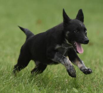 Mayor -  Australian Cattle Dog Blue Heeler Dog for Adoption in Mechanicsburg, Pennsylvania - Mayor | PetCurious