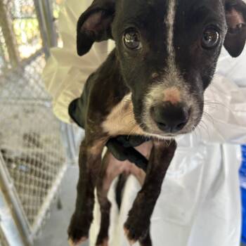 (Found) Pipit -  Pit Bull Terrier and Mixed Breed Dog for Adoption in Cabot, Arkansas - (Found) Pipit | PetCurious