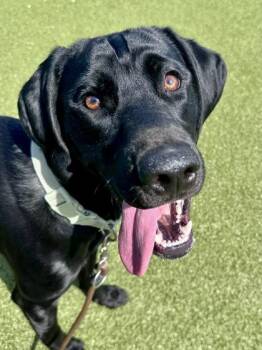 Mixed Breed Dogs Available for Adoption in Wichita, Kansas - Little Foot | PetCurious