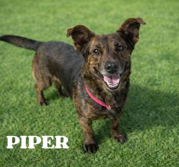 Basset Hound and Dutch Shepherd Dogs Available for Adoption - PIPER | PetCurious