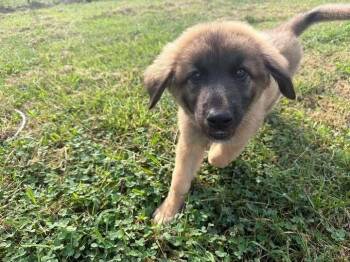 Terrapin -  Mixed Breed Dog for Adoption in Milton, Delaware - Terrapin | PetCurious