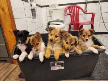 Rough Collie and Pomeranian Dogs Available for Adoption in Prineville, Oregon - Collie/Pomeranian Puppies | PetCurious