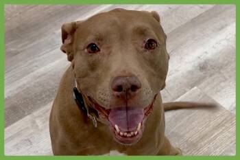 Lena -  Pit Bull Terrier and Labrador Retriever Dog for Adoption in Amherst, Massachusetts - Lena | PetCurious