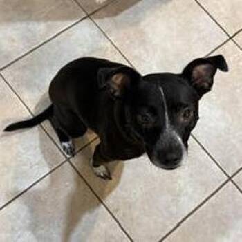Zaylee -  Chihuahua and Australian Cattle Dog Blue Heeler Dog for Adoption in Olathe, Kansas - Zaylee | PetCurious