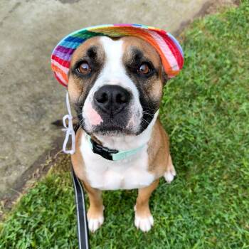 Hannah -  Boxer and Mixed Breed Dog for Adoption in Brookhaven, New York - Hannah | PetCurious