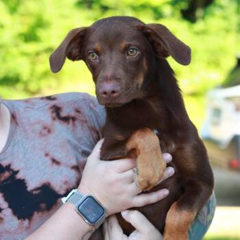 CT Trooper -  Border Collie and Australian Shepherd Dog for Adoption in Stormville, New York - CT Trooper | PetCurious
