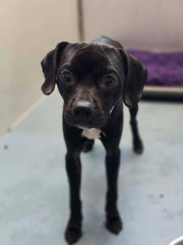 Chihuahua and Terrier Dogs Available for Adoption in Aurora, Colorado - Tito | PetCurious