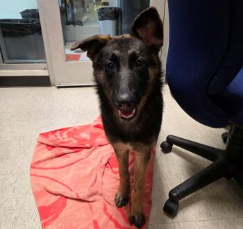 Rescue German Shepherd Dog Dogs for Adoption in Plano, Texas - Gwen A214489 | PetCurious