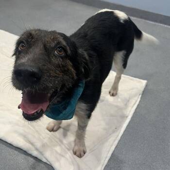 Tulip -  Mixed Breed Dog for Adoption in Canal Winchester, Ohio - Tulip | PetCurious
