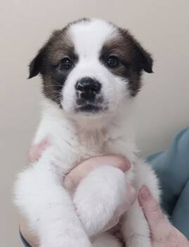 Rescue Husky and Mixed Breed Dogs for Adoption in Morton Grove, Illinois - Ginger | PetCurious