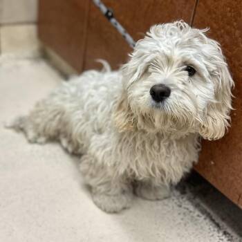 ACE -  Cocker Spaniel and Mixed Breed Dog for Adoption in Rancho Cucamonga, California - ACE | PetCurious