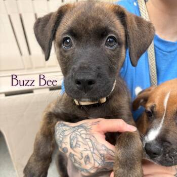 Buzz Bee -  Pit Bull Terrier and Labrador Retriever Dog for Adoption in Parkersburg, West Virginia - Buzz Bee | PetCurious