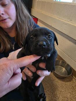 Labrador Retriever and Pit Bull Terrier Dogs Available for Adoption in Gold Beach, Oregon - Black Jack | PetCurious