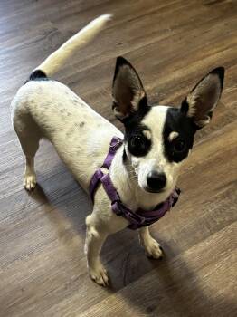 Roscoe -  Chihuahua and Jack Russell Terrier Dog for Adoption in Joppa, Alabama - Roscoe | PetCurious