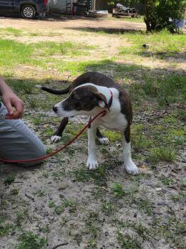 American Staffordshire Terrier and Beagle Dogs Available for Adoption in Bauxite, Arkansas - Billy | PetCurious