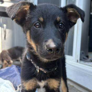 Charlie -  German Shepherd Dog Dog for Adoption in Brantford, Ontario - Charlie | PetCurious