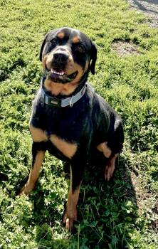 Rescue Rottweiler Dogs for Adoption in Woodland, California - Miss Sapphire | PetCurious